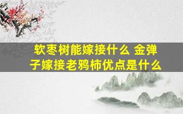 软枣树能嫁接什么 金弹子嫁接老鸦柿优点是什么